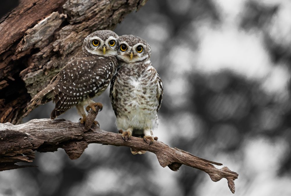 Nature & Wildlife