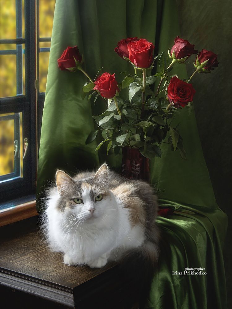 Портрет котомодели в интерьере