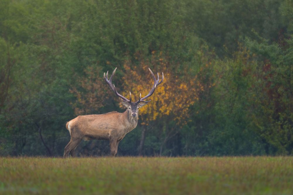 Deer
