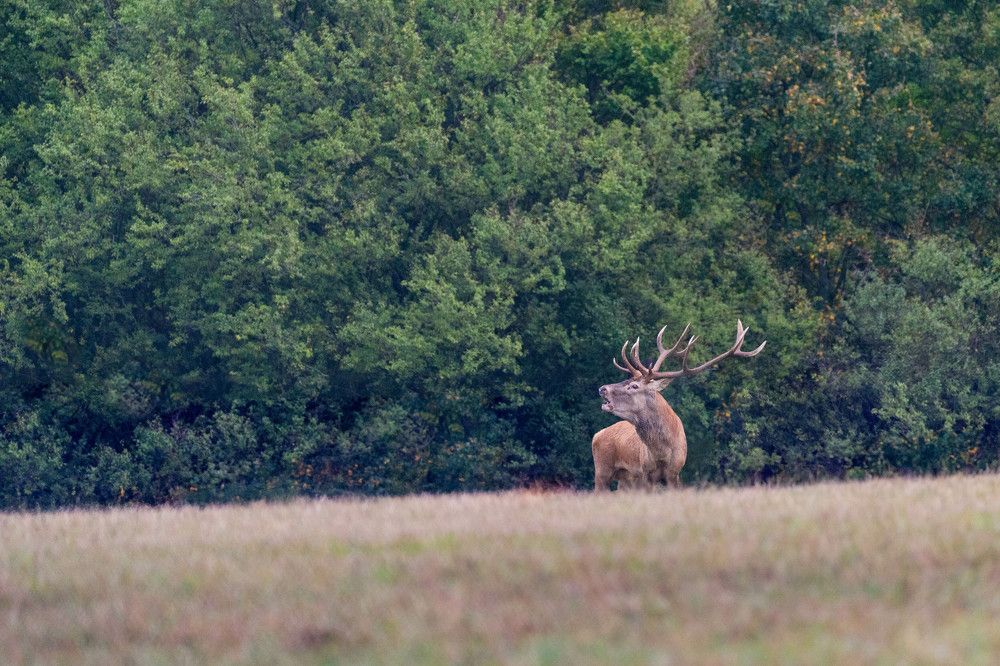 Deer