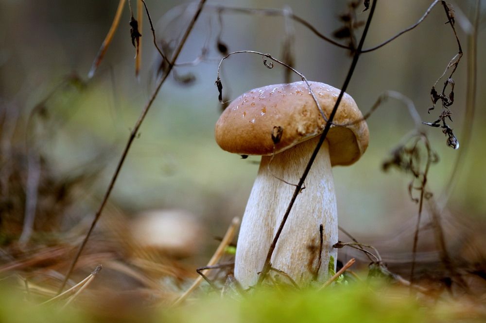 Photo 2703627