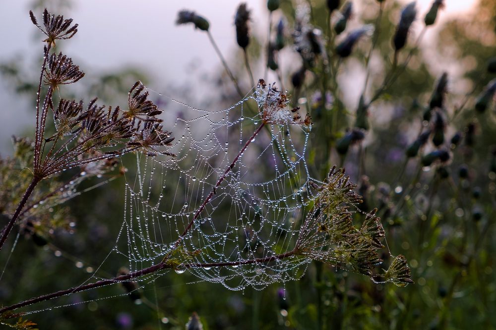 Photo 2703636
