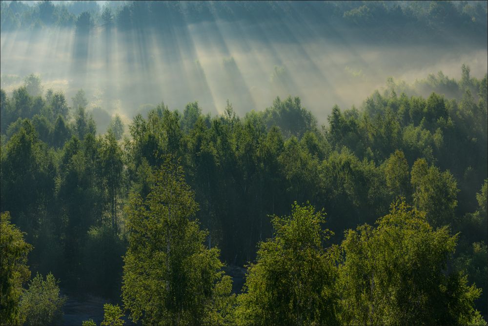 Берёзки с солнечным дождём