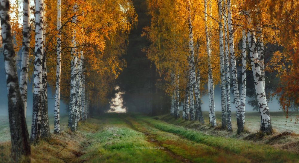 Осенняя аллея