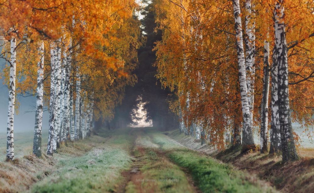 Осенняя аллея