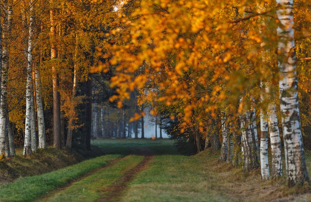 Осенняя аллея