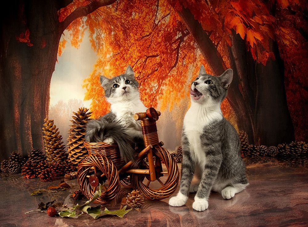 Autumn Kittens - Осение Котики