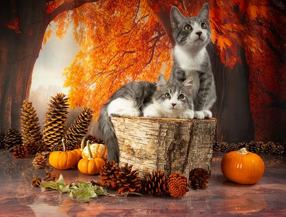 Autumn Kittens - Осение Котики