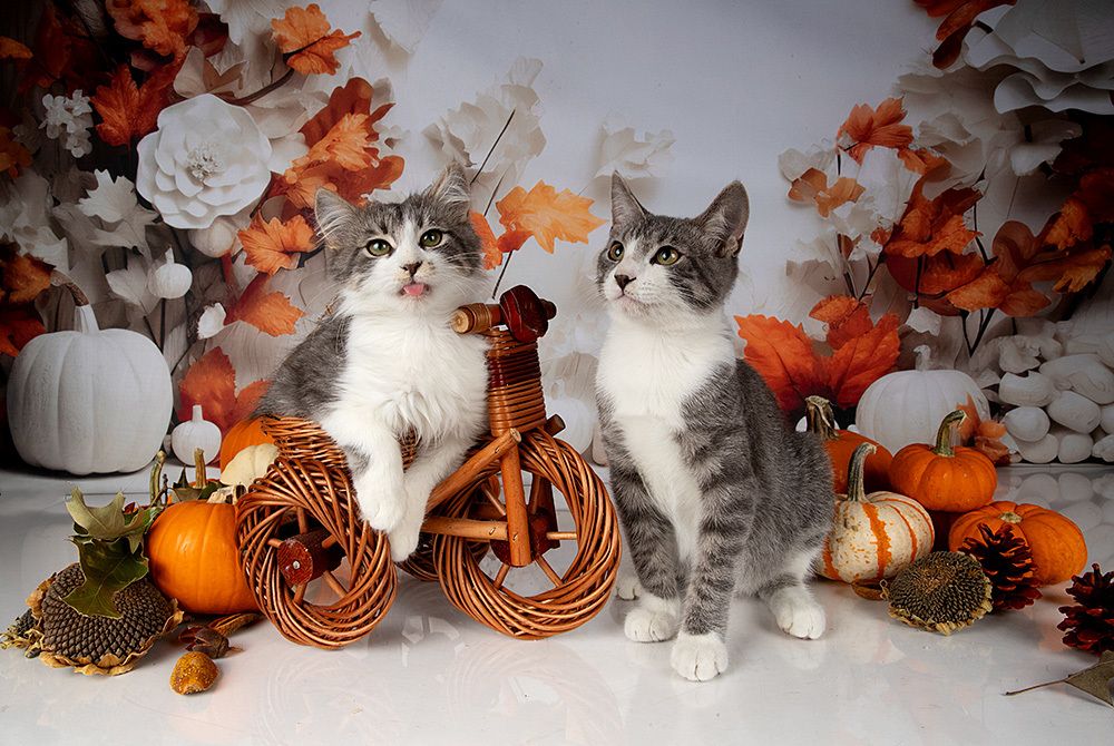 Autumn Kittens - Осение Котики