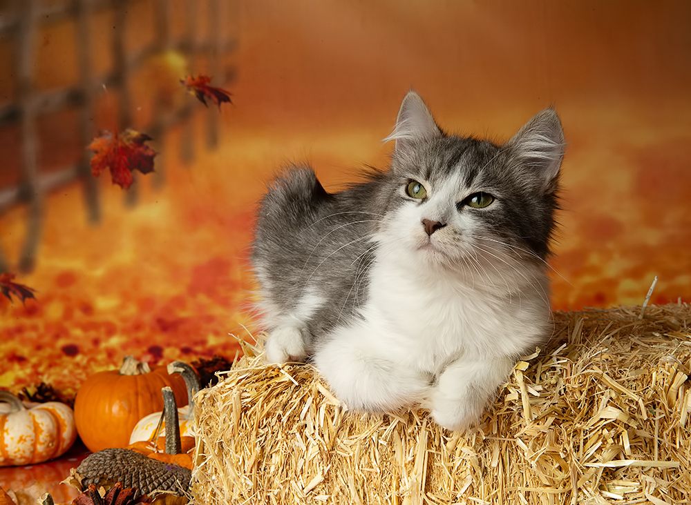 Autumn Kittens - Осение Котики