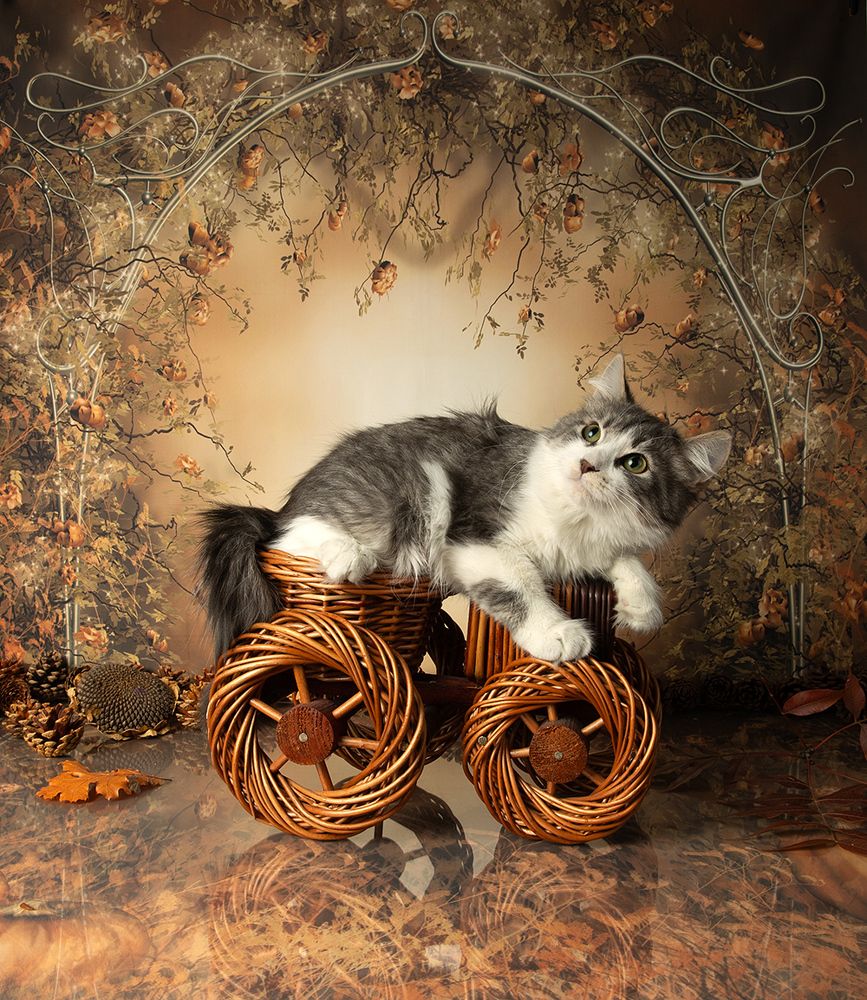 Autumn Kittens - Осение Котики