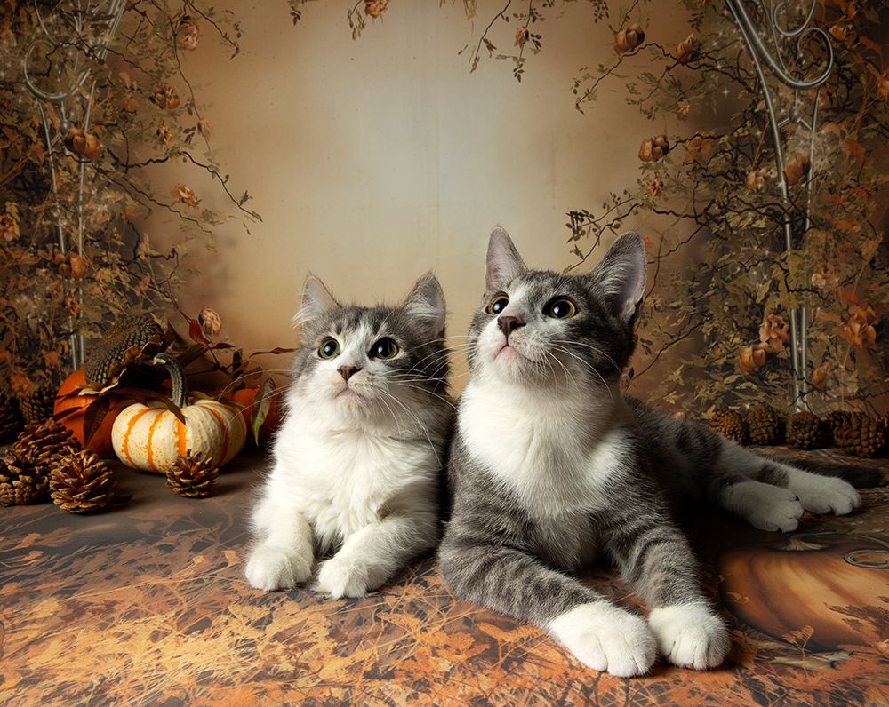 Autumn Kittens - Осение Котики