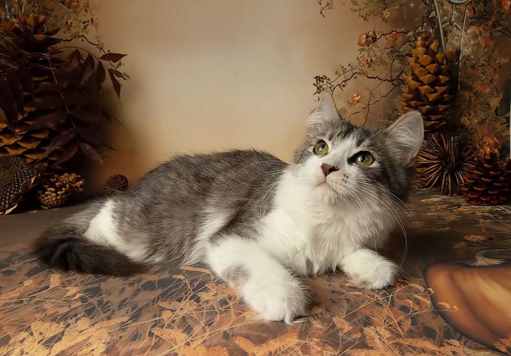 Autumn Kittens - Осение Котики