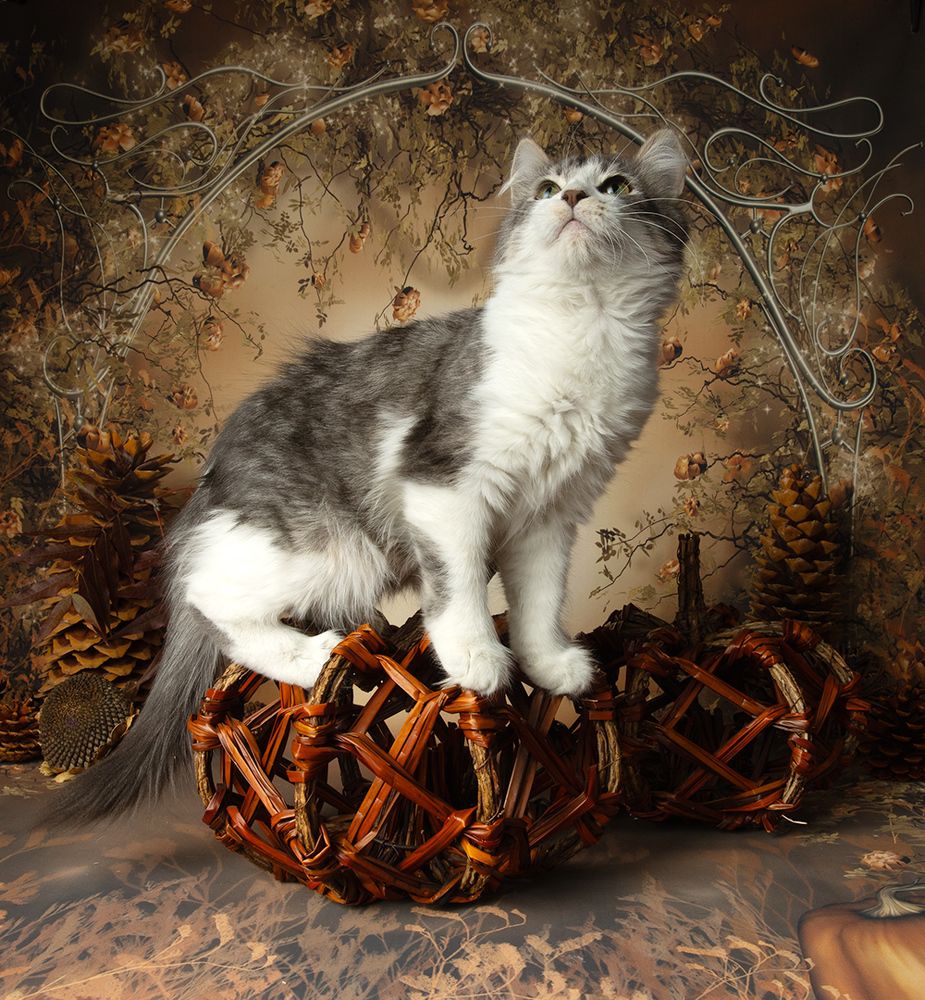 Autumn Kittens - Осение Котики
