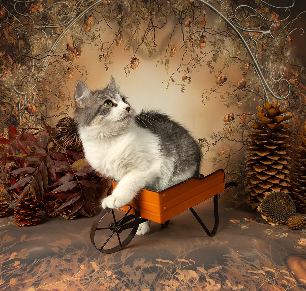 Autumn Kittens - Осение Котики