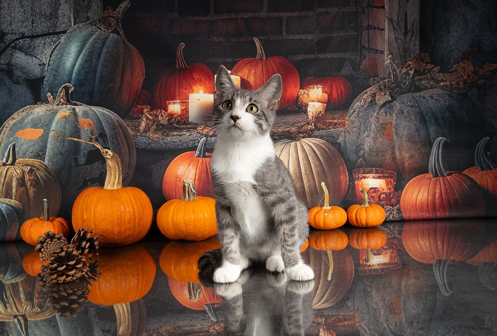 Autumn Kittens - Осение Котики