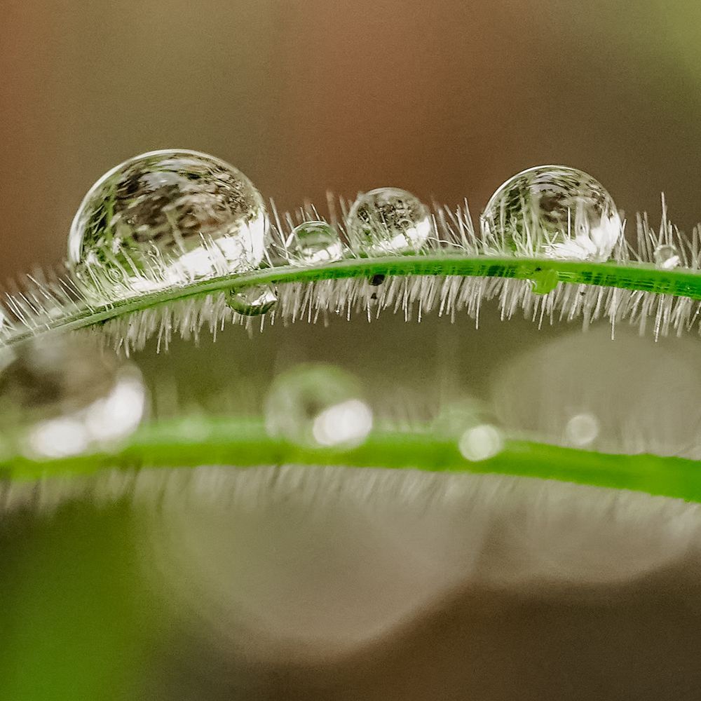 Macro photos