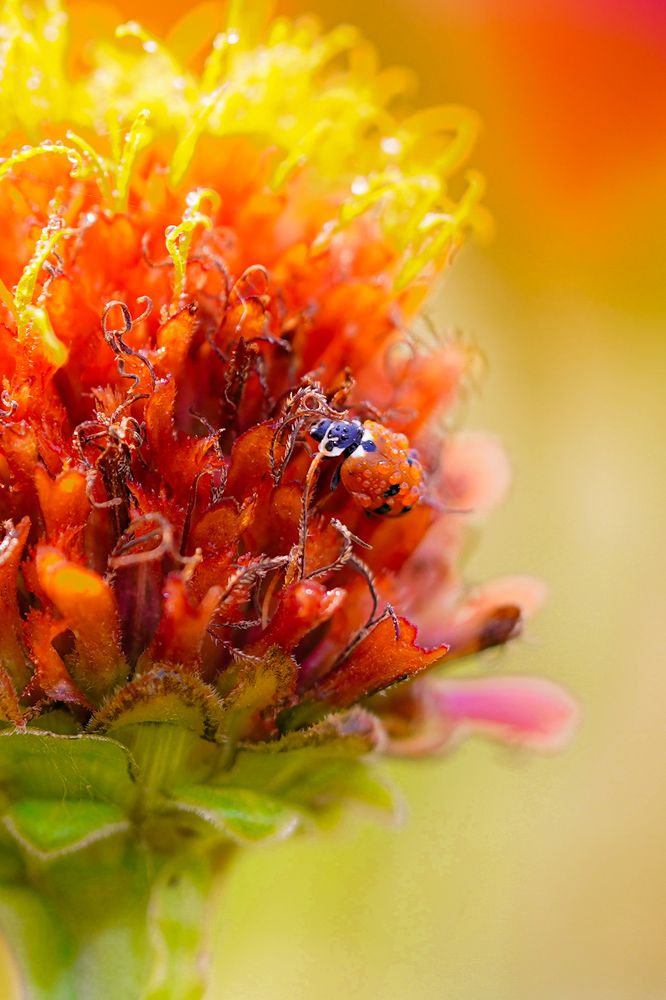 Macro photos