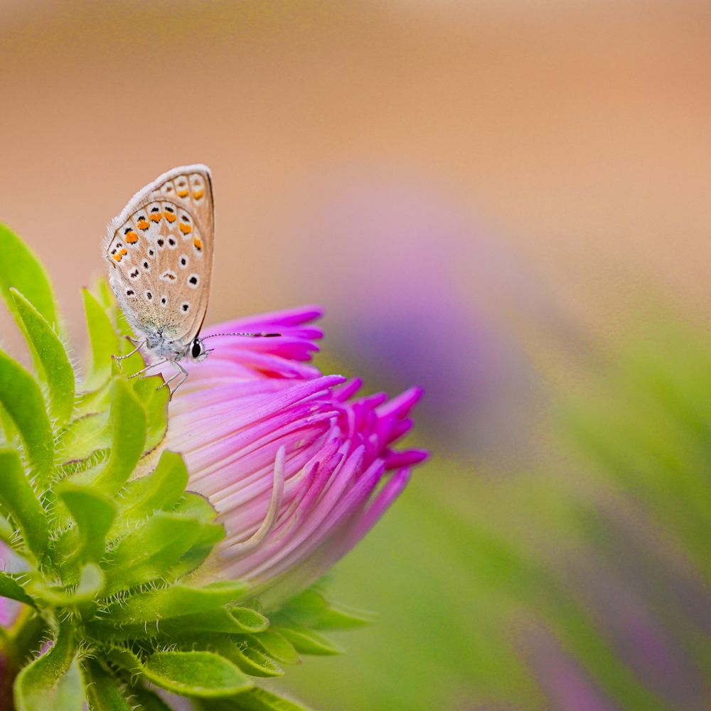Macro photos