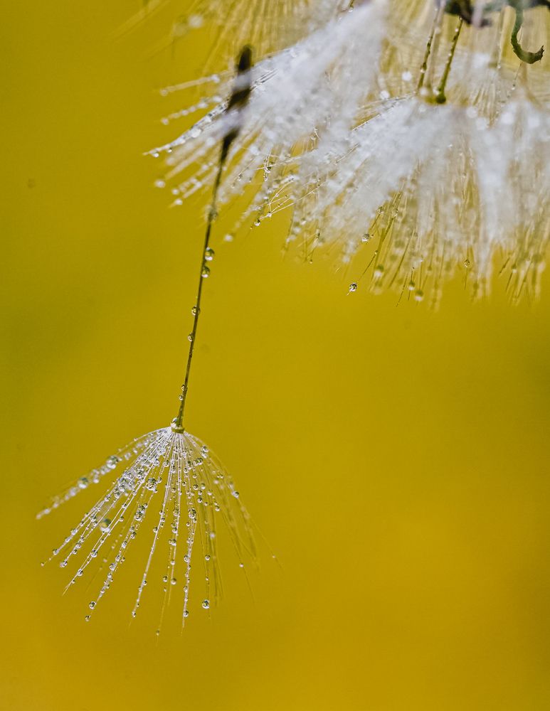 Macro photos