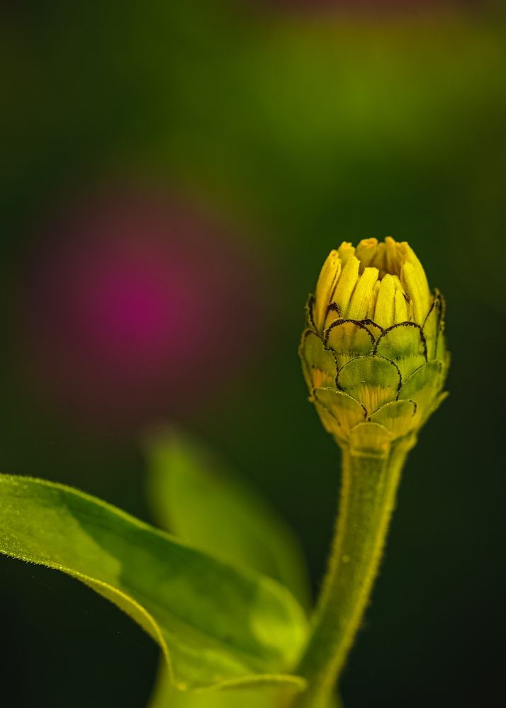 Macro photos