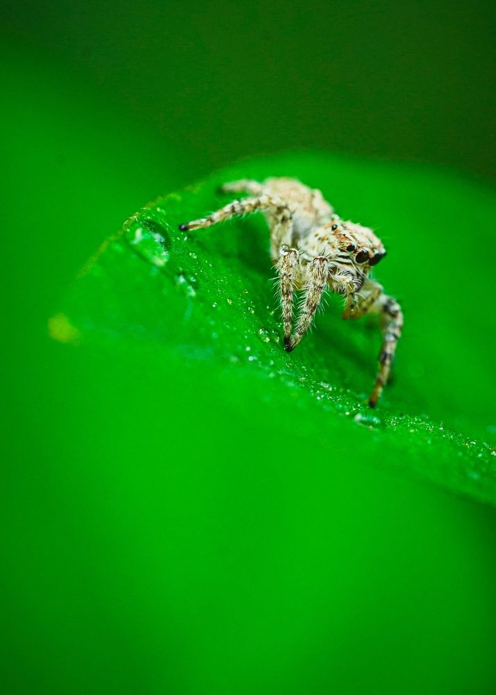 Macro photos
