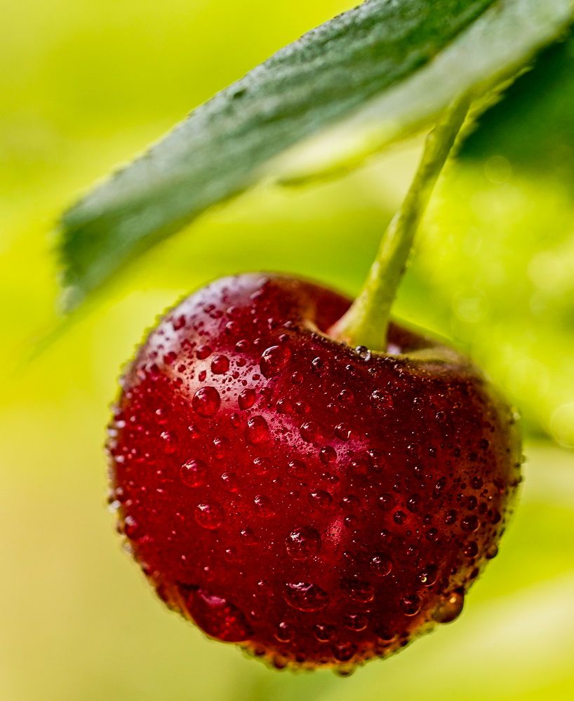 Macro photos