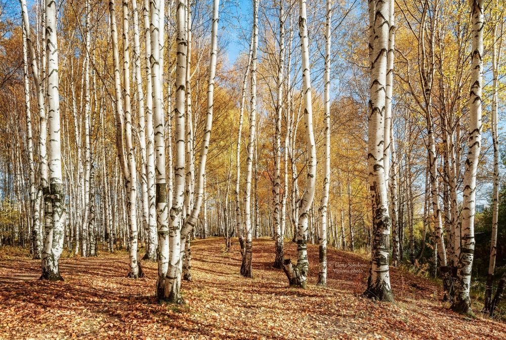 Золотая роща