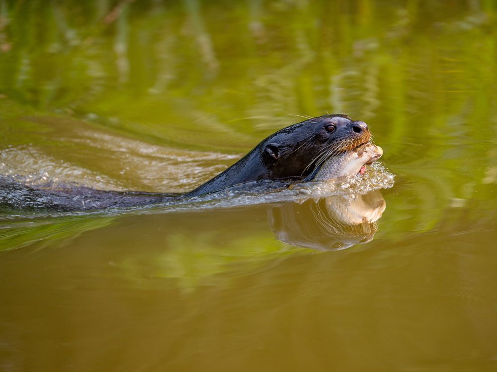 Giant otter and his fish