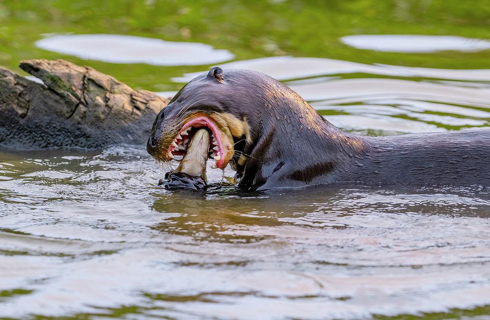 Giant otter and his fish