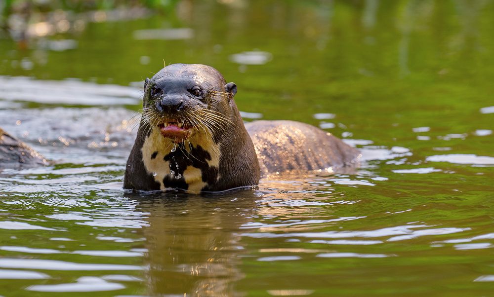 Giant otter and his fish