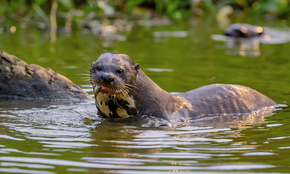 Giant otter and his fish