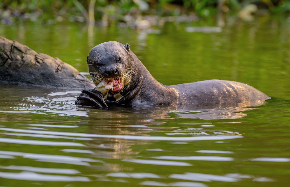 Giant otter and his fish