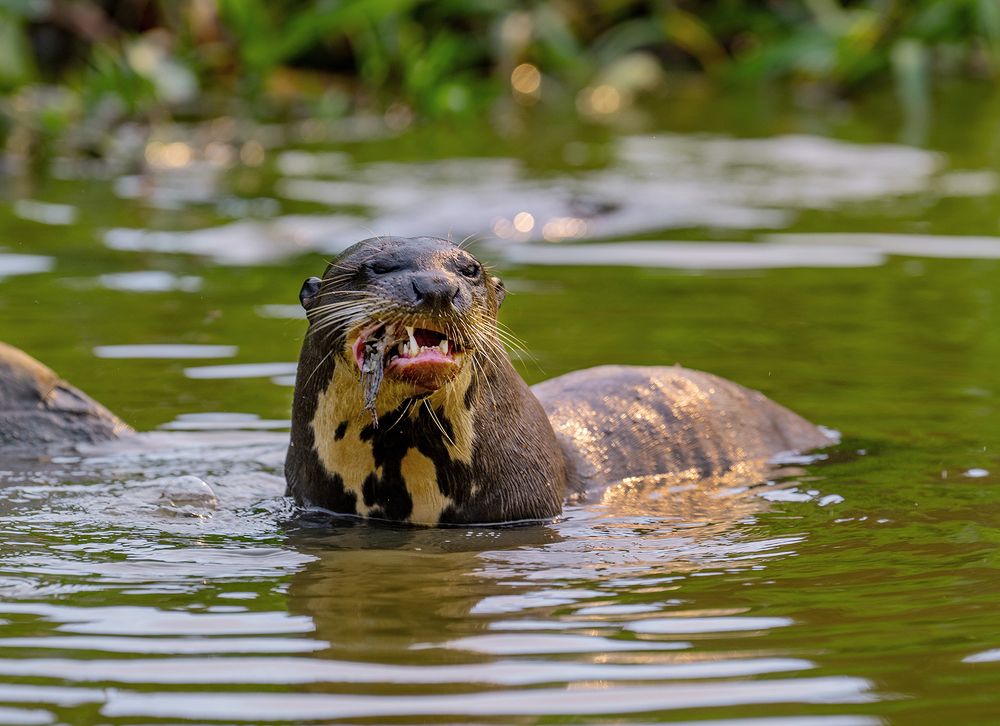 Giant otter and his fish