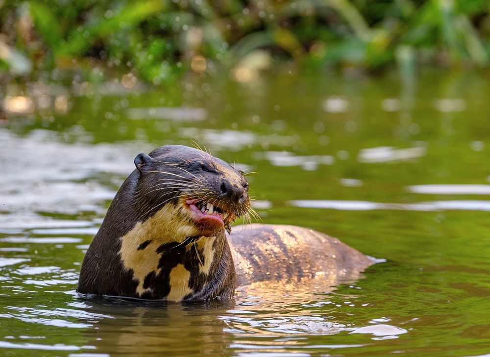 Giant otter and his fish