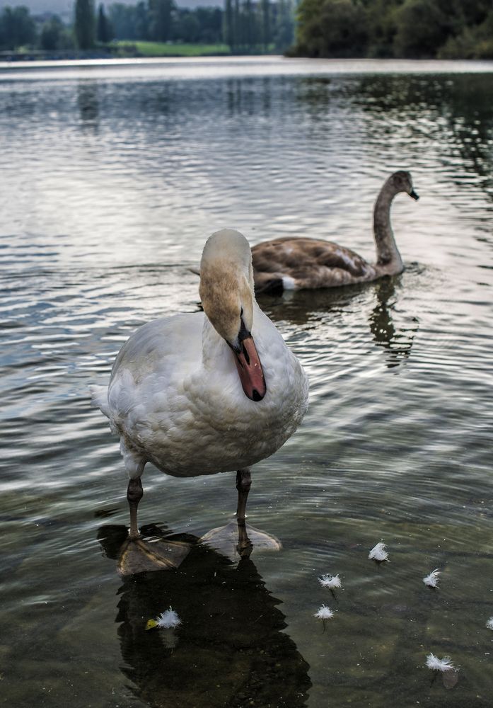 Seepark, Freiburg