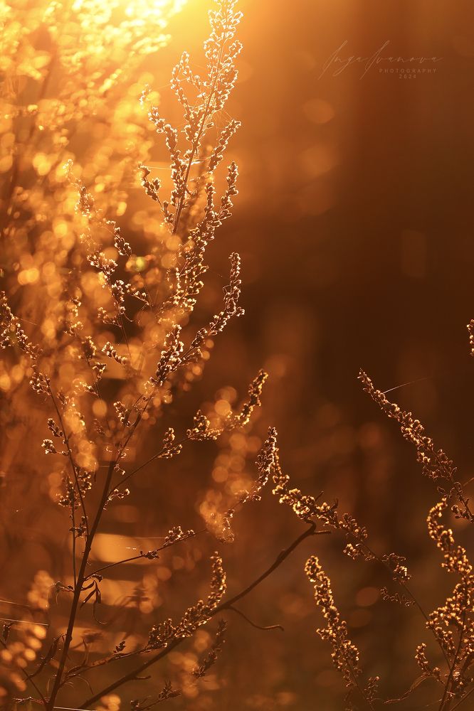 Autumn - golden autumn