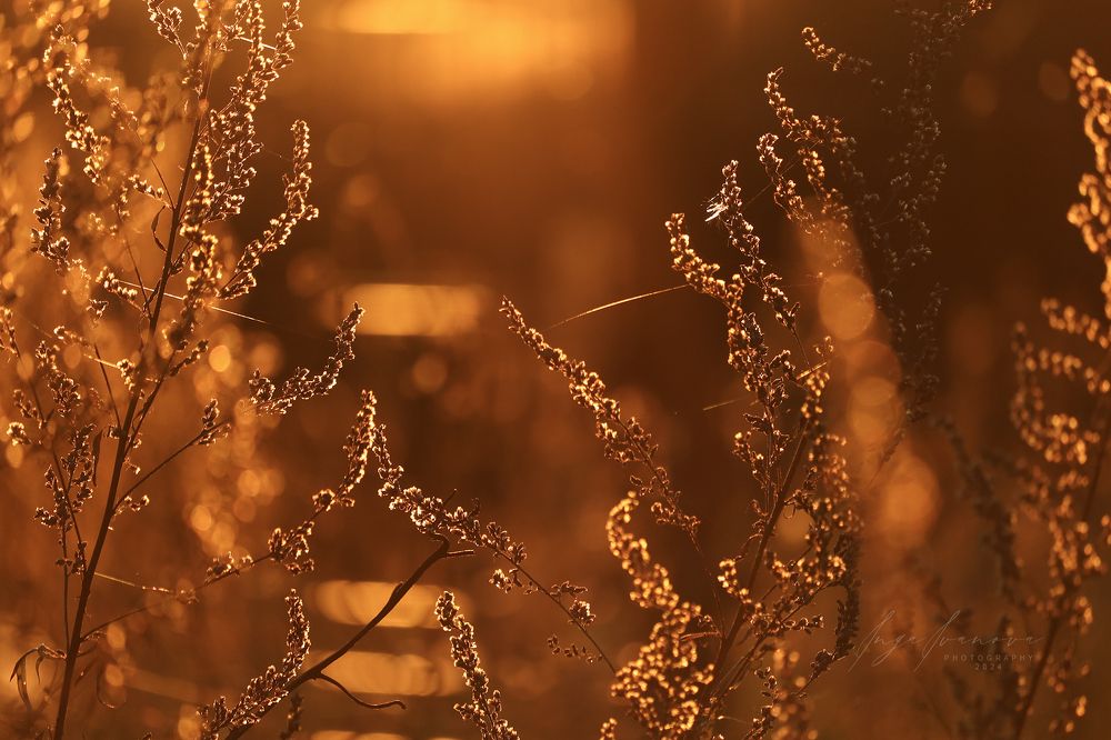 Autumn - golden autumn