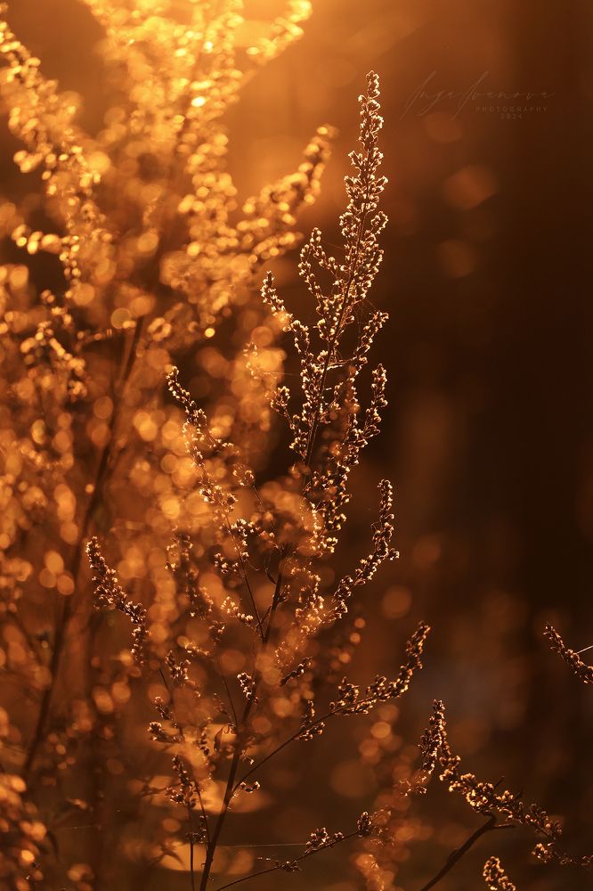 Autumn - golden autumn