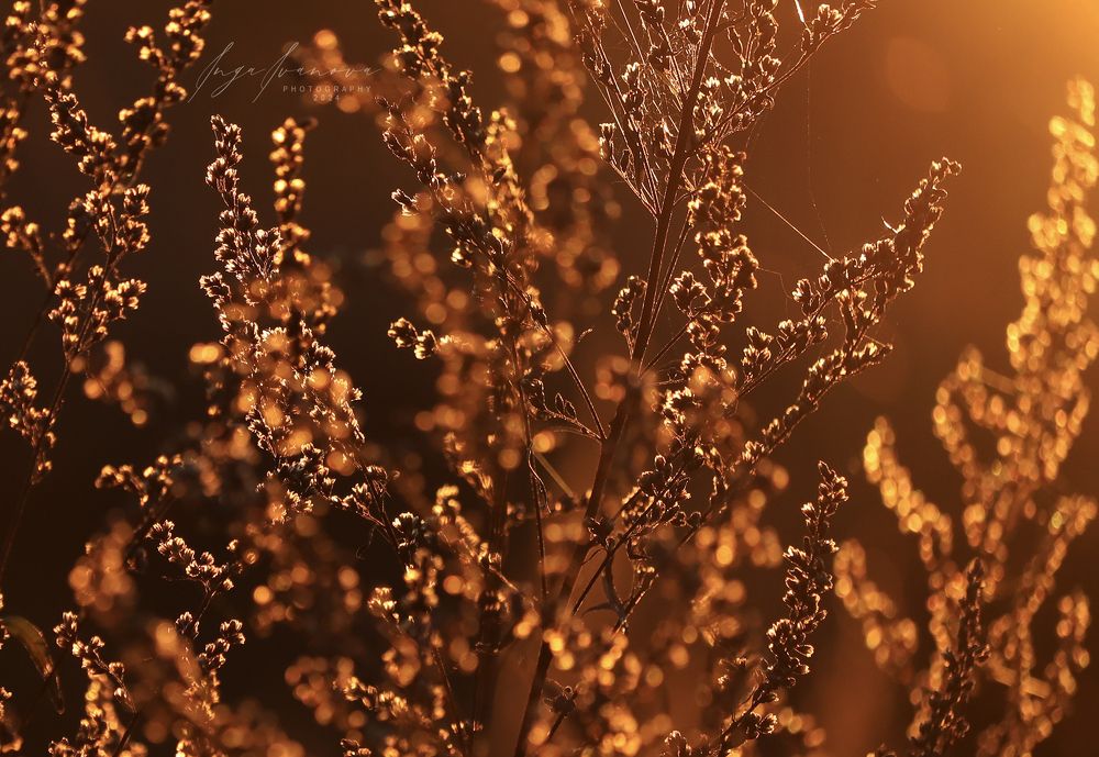 Autumn - golden autumn