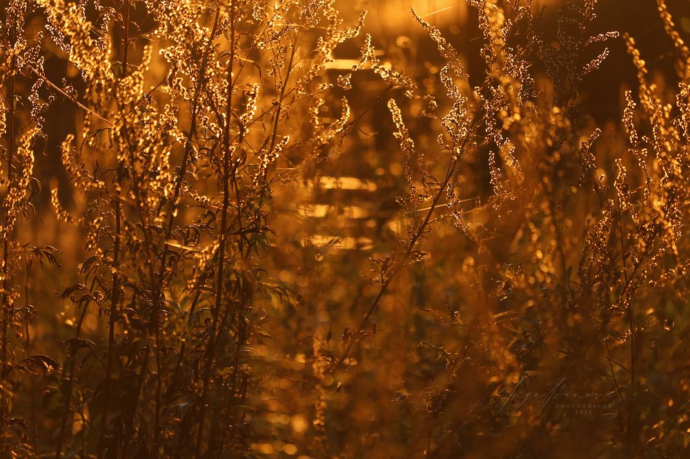 Autumn - golden autumn