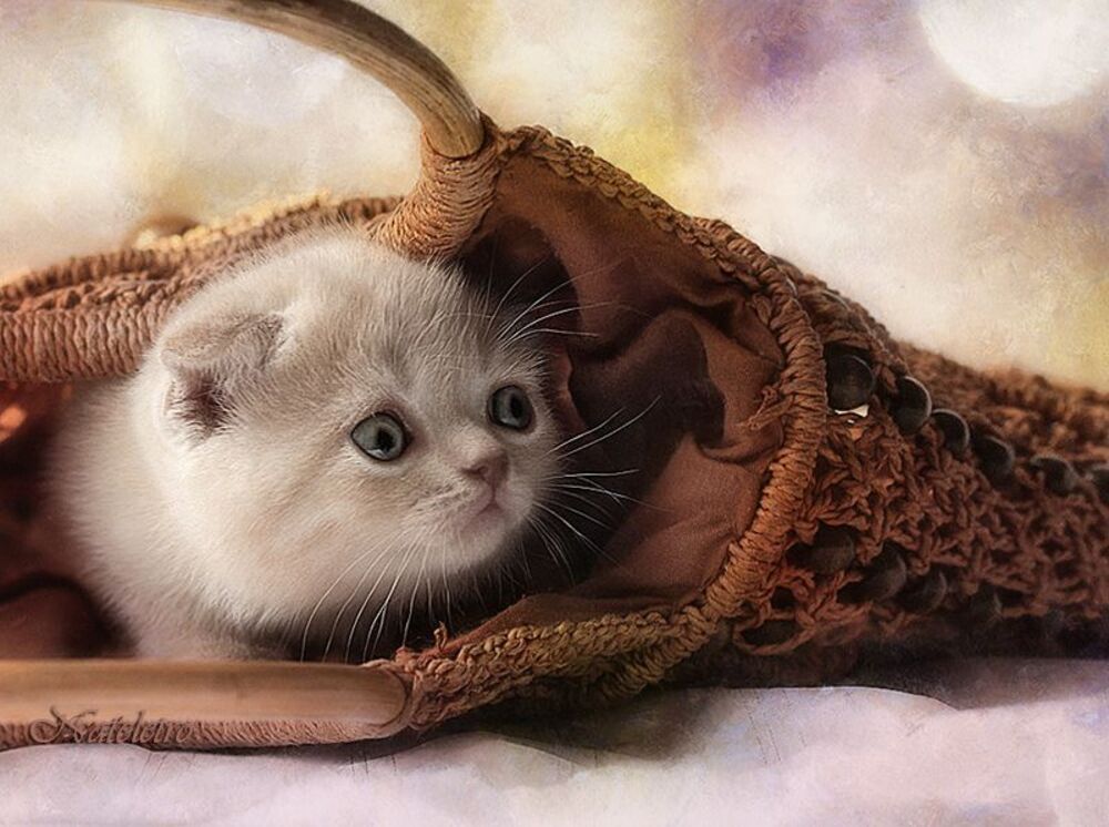 Ванечка