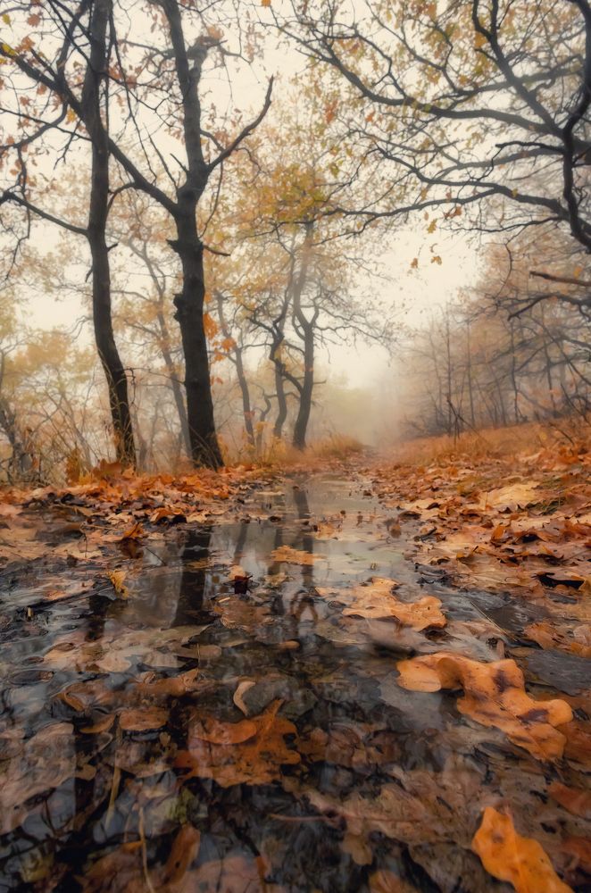 Осень в туманном лесу..
