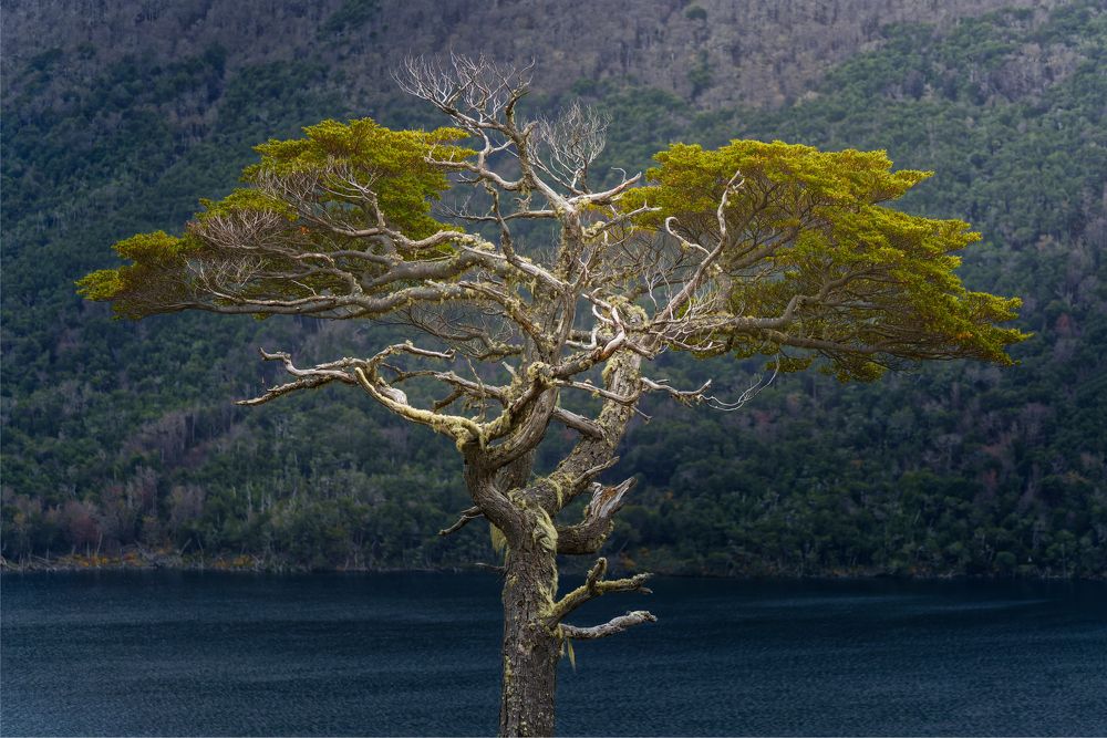 Nature Photography