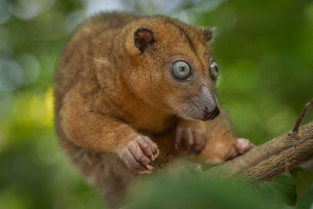 Dwarf Cuscus