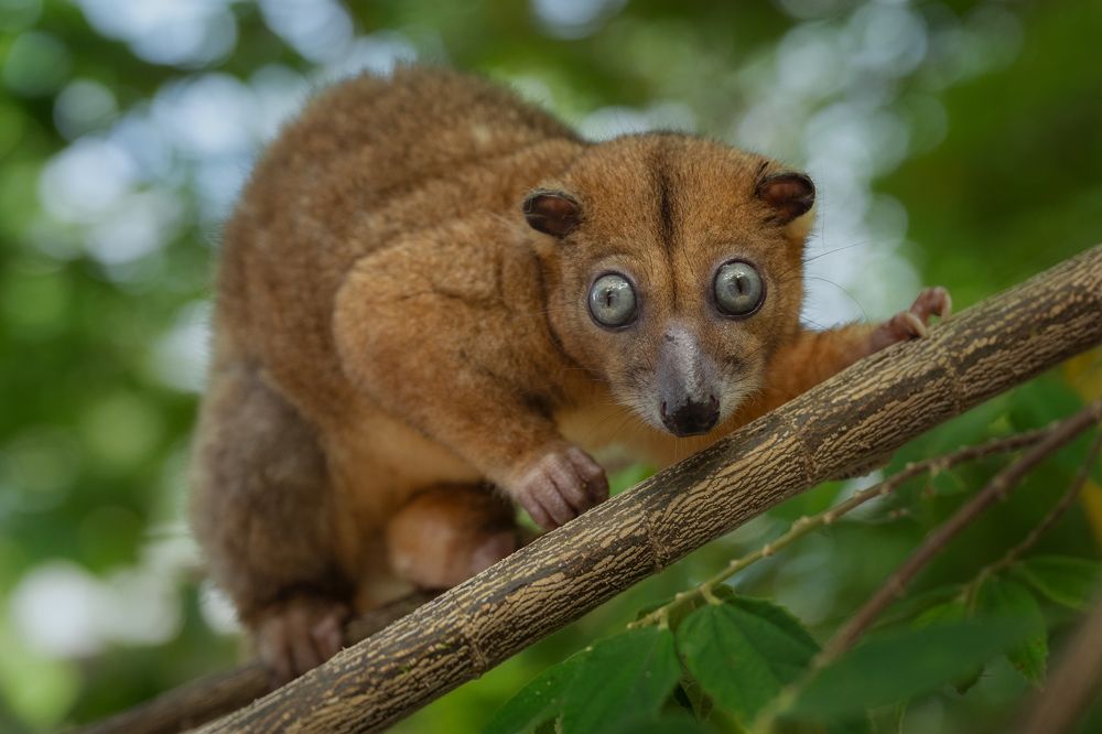 Dwarf Cuscus