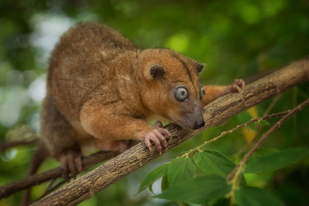 Dwarf Cuscus