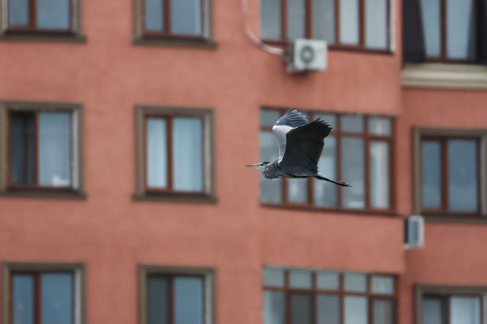 Городская...