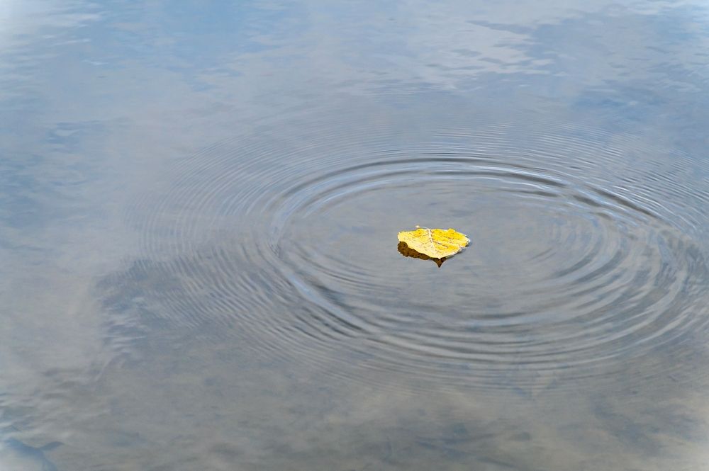 На воде осеннего пруда