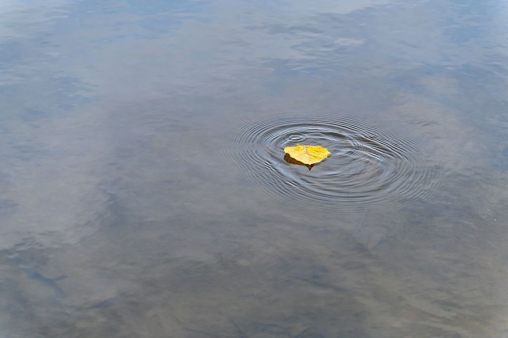 На воде осеннего пруда